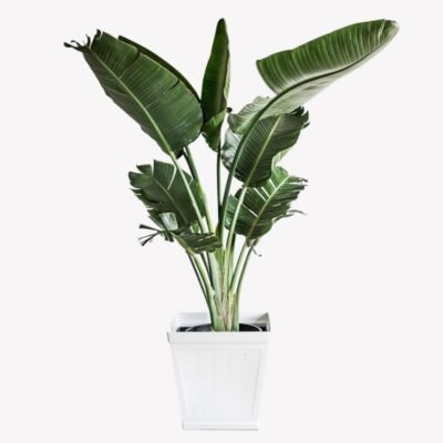 Tropical banana plant in tall white planter