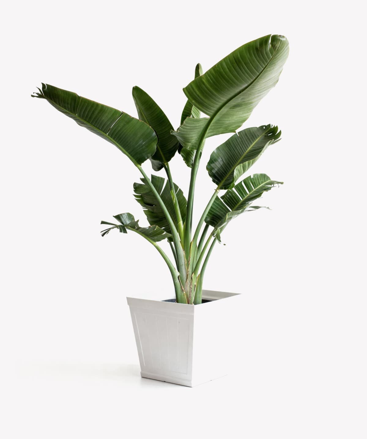 Tropical banana plant in tall white planter