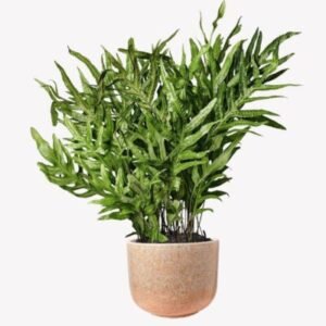 Lush green fern in terracotta pot