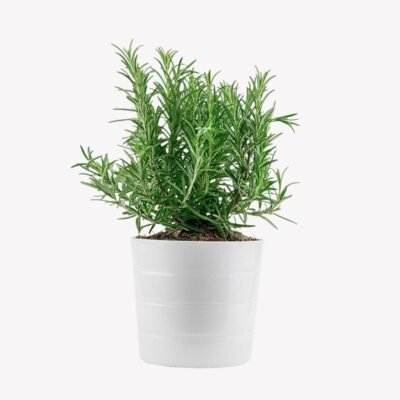 Fresh rosemary herb in white pot