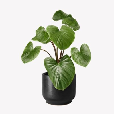Heartleaf philodendron in matte black pot