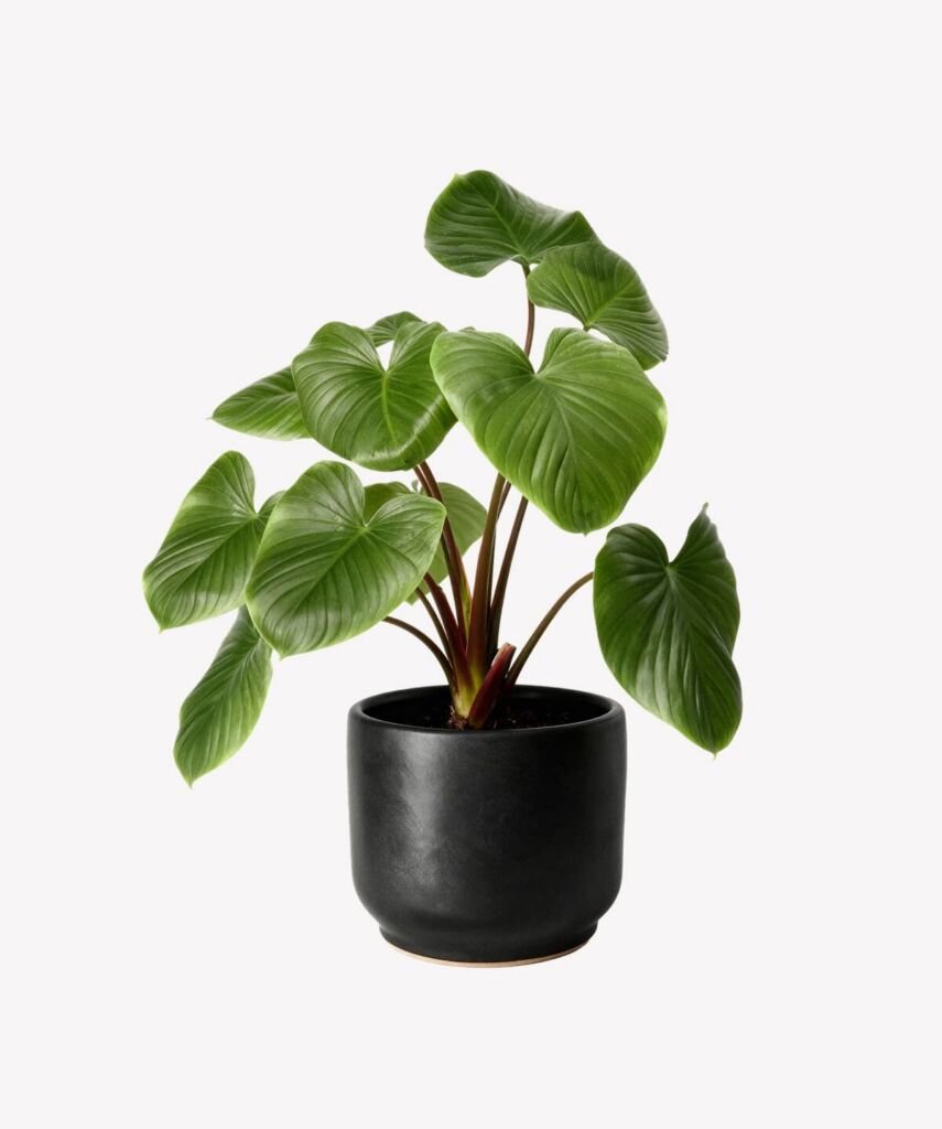 Heartleaf philodendron in matte black pot